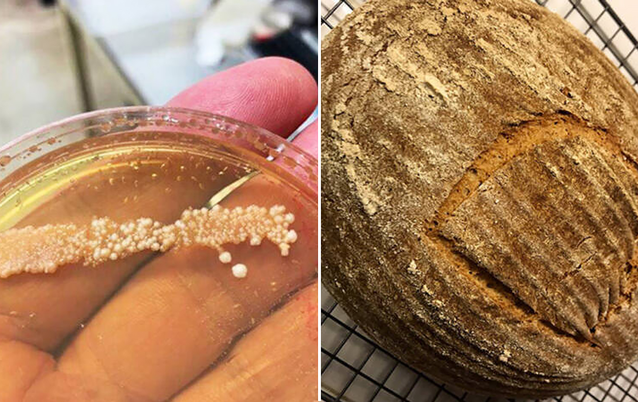 Вкус истории. Ученый нашел 4500-летние дрожжи и испек на них хлеб: что у него получилось